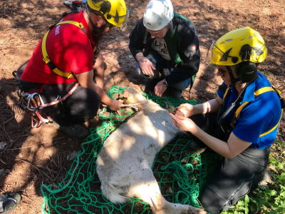 Bergwacht Miltenberg rettet 2018 eine Ziege aus ihrer misslichen Lage